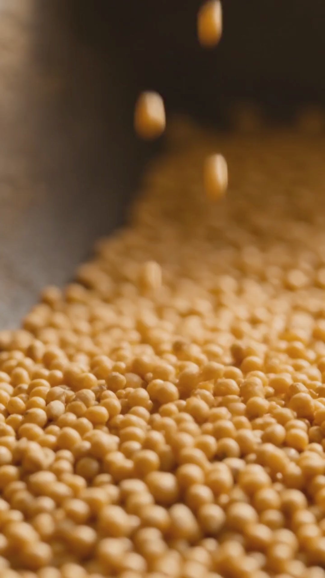 making of yellow mustard oil